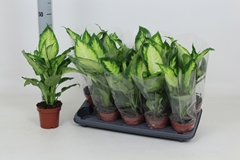 Dieffenbachia Camilla 12Ø 45cm