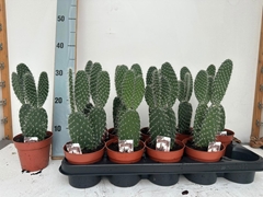 Opuntia 12Ø 35cm