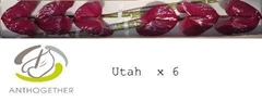 Anthurium Utah 13cm Hd