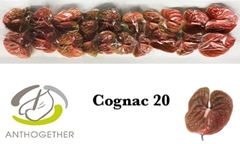 Anthurium Cognac 9cm Hd