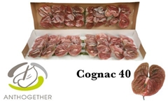 Anthurium Cognac 11cm Hd