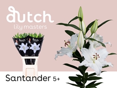 Lily Oriental Santander 100cm 5+