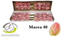 Anthurium Marea 11cm Hd