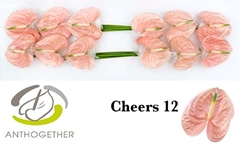 Anthurium Cheers 13cm Hd