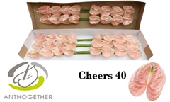 Anthurium Cheers 11cm Hd