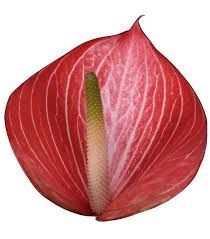 Anthurium Caldonia 13cm Hd
