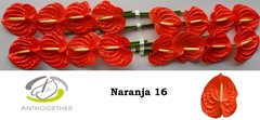 Anthurium Naranja 11cm Hd