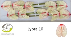 Anthurium Lybra 15cm Hd