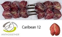 Anthurium Caribean 13cm Hd