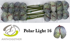 Anthurium Painted Polar Light 11cm Hd