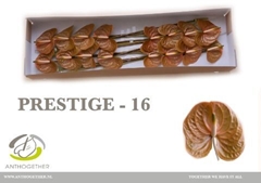 Anthurium Prestige 11cm Hd