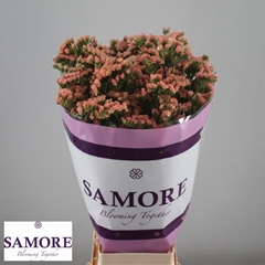 Limonium Sinuatum Royal Orange 80cm 50gr.