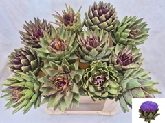 Cynara Green Globe 50cm