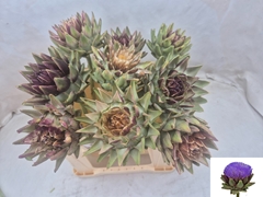 Cynara Green Globe 40cm