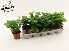 Coffea 12Ø 25cm