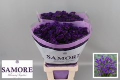 Limonium Sinuatum Navy Sun Birds 70cm 35gr.