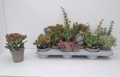 Crassula Mixed 10Ø 20cm