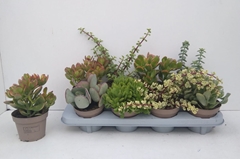 Crassula Mixed 12Ø 22cm