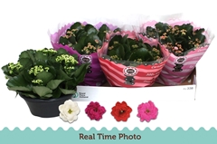 Kalanchoe Double Mix 23Ø 27cm