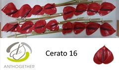 Anthurium Cerato 11cm Hd