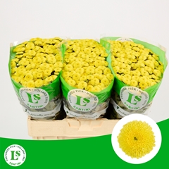 Chrysanth Spray Williams Sunny 55cm 44gr.