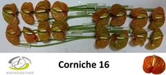 Anthurium Corniche 11cm Hd