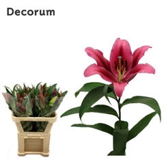 Lily Oriental Palazzo 75cm 1+
