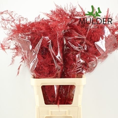 Asparagus Setaceus Painted Red 85cm
