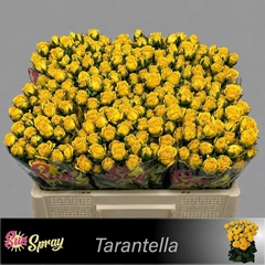 Rosa Spray Tarantella 50cm 5+