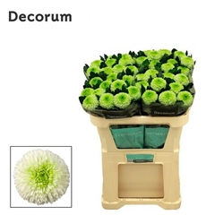 Chrysanth Single Alibaba 70cm 80gr.