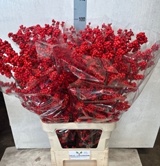 Ilex Verticillata 100cm
