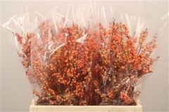 Ilex Verticillata Magical Daydream 60cm
