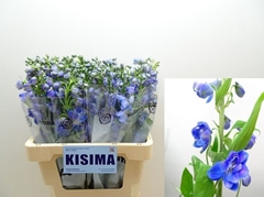 Delphinium Double Guardian Blue 60cm