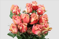 Rosa Paloma 40cm