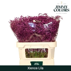 Gypsophila Painted Xlence Lilac 80cm 30gr.
