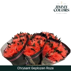 Chrysanth Single Painted Topspin Pink 70cm 70gr.