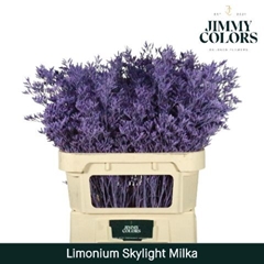 Limonium Painted Skylight Milka 80cm 30gr.