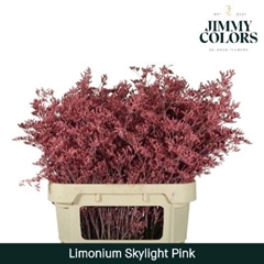 Limonium Painted Skylight Pink 70cm 25gr.