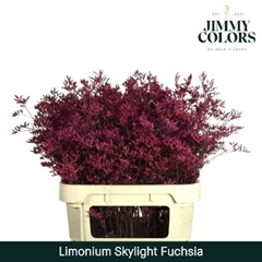 Limonium Painted Skylight Fuchsia 70cm 25gr.