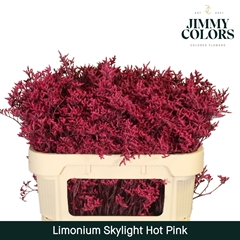 Limonium Painted Skylight Hot Pink 70cm 25gr.
