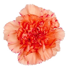 Dianthus Single Lion King 55cm