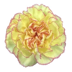 Dianthus Single Tundra 55cm
