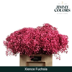 Gypsophila Painted Xlence Fuchsia 60cm 20gr.