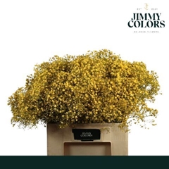 Gypsophila Painted Xlence Yellow 60cm 20gr.
