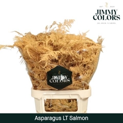 Asparagus Setaceus Painted Salmon 80cm