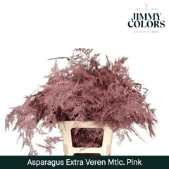 Asparagus Setaceus Painted Metallic Pink 65cm