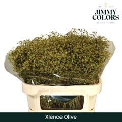 Gypsophila Painted Xlence Olive Green 70cm 20gr.