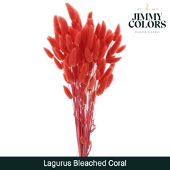 Lagurus Coral Per Bunch 60cm