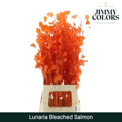 Lunaria Salmon Per Bunch 80cm