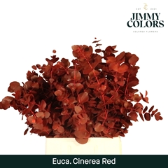 Eucalyptus Cinerea Painted Red Per Bunch 70cm 200gr.